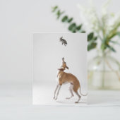 Carte Postale Whippet avec un jouet (Debout devant)