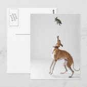Carte Postale Whippet avec un jouet (Devant / Derrière)