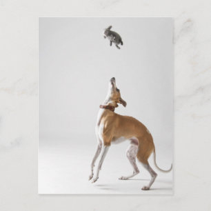 Carte Postale Whippet avec un jouet