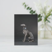 Carte Postale Whippet bleu (Debout devant)