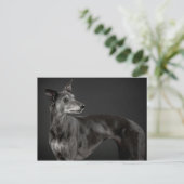 Carte Postale Whippet gris (Debout devant)