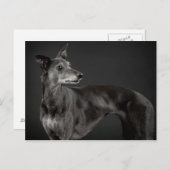 Carte Postale Whippet gris (Devant / Derrière)