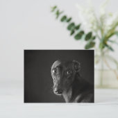 Carte Postale Whippet noir (Debout devant)