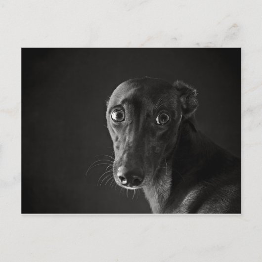 Carte Postale Whippet noir (Devant)