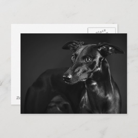 Carte Postale Whippet noir (Devant / Derrière)