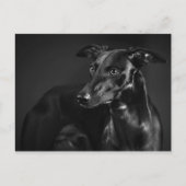 Carte Postale Whippet noir (Devant)