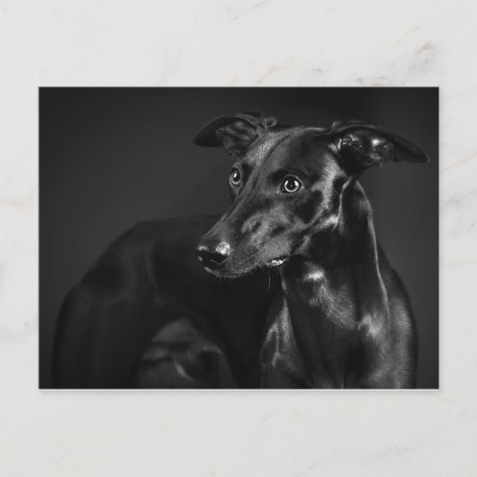 Carte Postale Whippet noir (Devant)