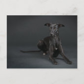 Carte Postale Whippet noir (Devant)