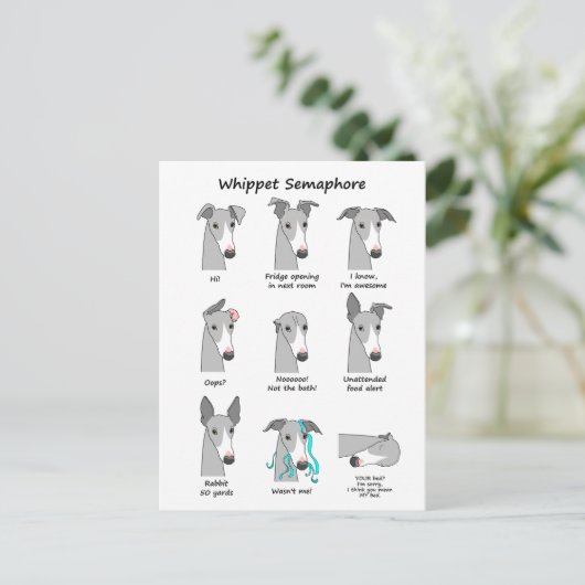 Carte Postale Whippet Semaphore (Debout devant)