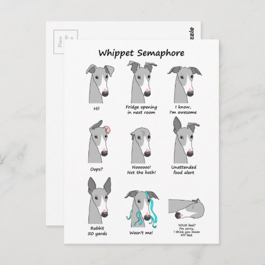 Carte Postale Whippet Semaphore (Devant / Derrière)
