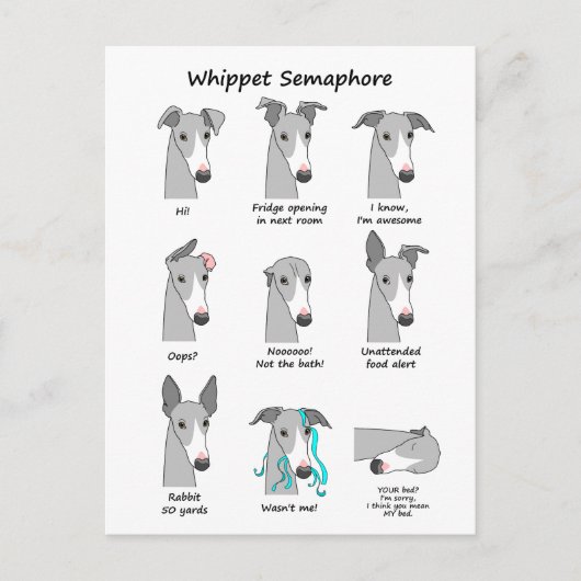 Carte Postale Whippet Semaphore (Devant)