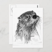 Carte Postale Whiskers Otter (Devant / Derrière)
