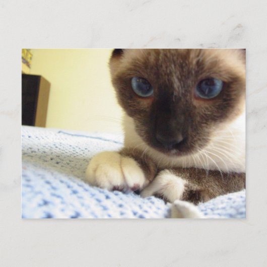 Carte Postale Whiskey the Snowshoe (Devant)