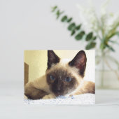 Carte Postale Whiskey the Snowshoe (Debout devant)