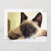 Carte Postale Whiskey the Snowshoe (Devant / Derrière)