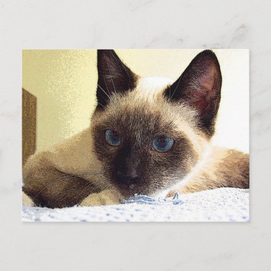 Carte Postale Whiskey the Snowshoe (Devant)