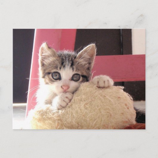 Carte Postale whiskies' kitten toy cat postcard (Devant)
