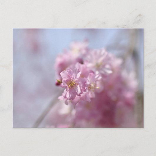 Carte Postale Whispers de Sakura doux (Devant)