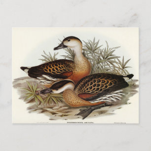 Carte Postale Whistler Duck par Elizabeth Gould