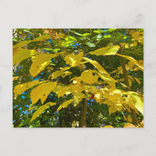 Carte postale Whitcher Hazel