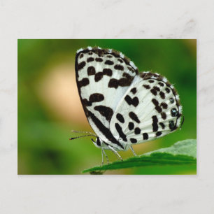 Carte Postale White and Black Spotted Pierrot Butterfly