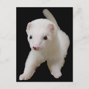 Carte postale White Baby Ferret