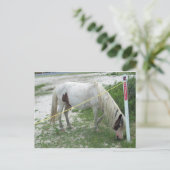 Carte Postale White Beach Pony (Debout devant)
