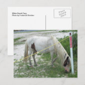 Carte Postale White Beach Pony (Devant / Derrière)