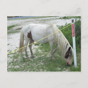 Carte Postale White Beach Pony
