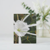 Carte Postale White Beach Spider Lily Lys Photo Fleur (Debout devant)