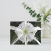 Carte Postale White Beach Spider Lily Lys Photo Fleur (Debout devant)