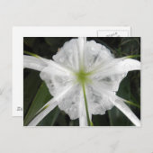 Carte Postale White Beach Spider Lily Lys Photo Fleur (Devant / Derrière)