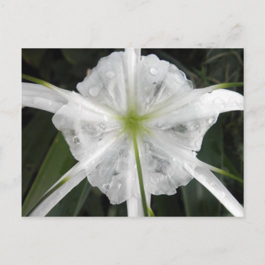 Carte Postale White Beach Spider Lily Lys Photo Fleur (Devant)