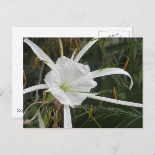 Carte Postale White Beach Spider Lily Lys Photo Fleur (Devant / Derrière)