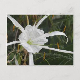 Carte Postale White Beach Spider Lily Lys Photo Fleur