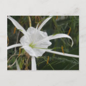 Carte Postale White Beach Spider Lily Lys Photo Fleur (Devant)