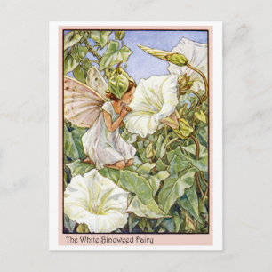 Carte Postale White Bindweed Fairy