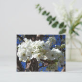 Carte Postale White Blossoms II (Debout devant)