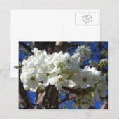 Carte Postale White Blossoms II (Devant / Derrière)