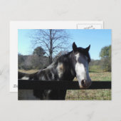 Carte Postale &White Brown, cheval peint, ciel bleu lumineux (Devant / Derrière)