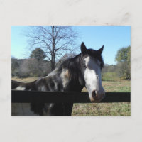 &White Brown, cheval peint, ciel bleu lumineux