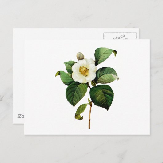 Carte Postale White Camellia par Pierre Joseph Redoute (Devant / Derrière)