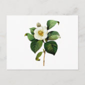 Carte Postale White Camellia par Pierre Joseph Redoute (Devant)