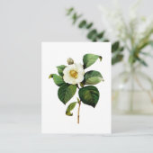 Carte Postale White Camellia par Pierre Joseph Redoute (Debout devant)