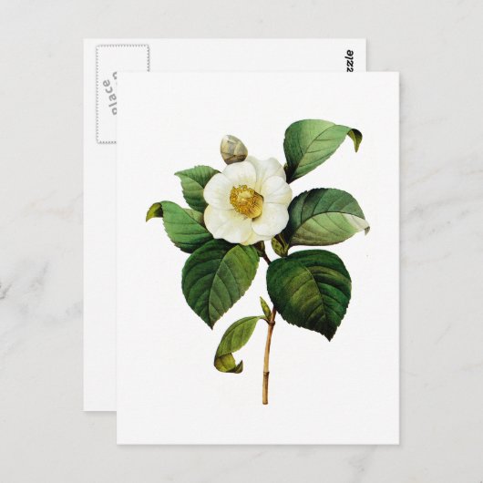 Carte Postale White Camellia par Pierre Joseph Redoute (Devant / Derrière)