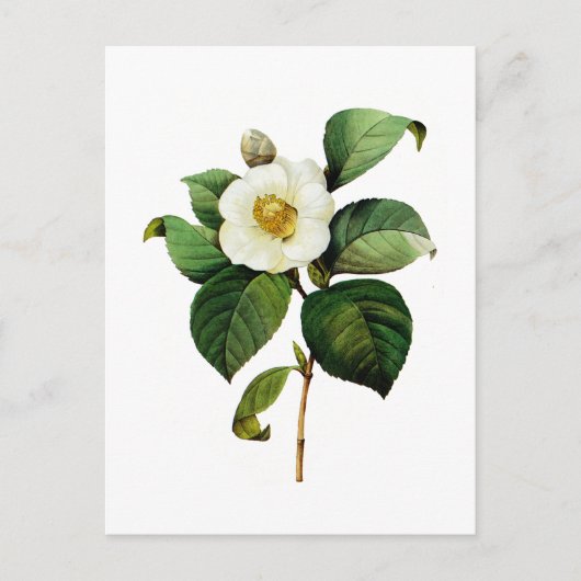 Carte Postale White Camellia par Pierre Joseph Redoute (Devant)