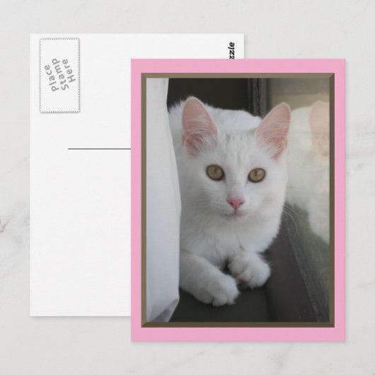Carte postale White Cat Chillin (Devant / Derrière)