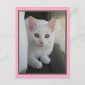 Carte postale White Cat Chillin (Devant)