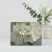 Carte postale White Cherry Blossoms (Debout devant)