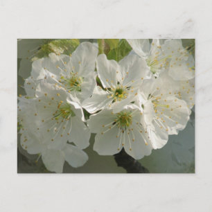 Carte postale White Cherry Blossoms
